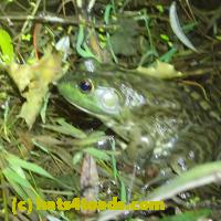 /home//u458753944/public_html/sourcegallery//Frogs/More bullfrogs/PB010791.JPG